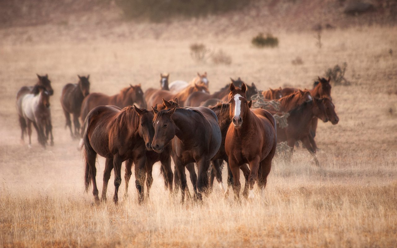 Equestrian Properties