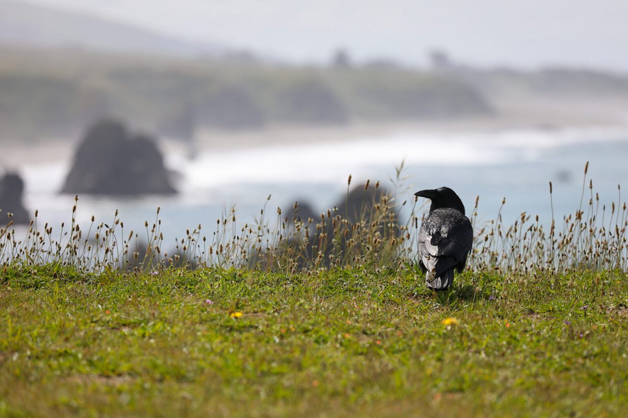 7 Nature Journaling Tips From Sonoma County Naturalist Sarah Reid