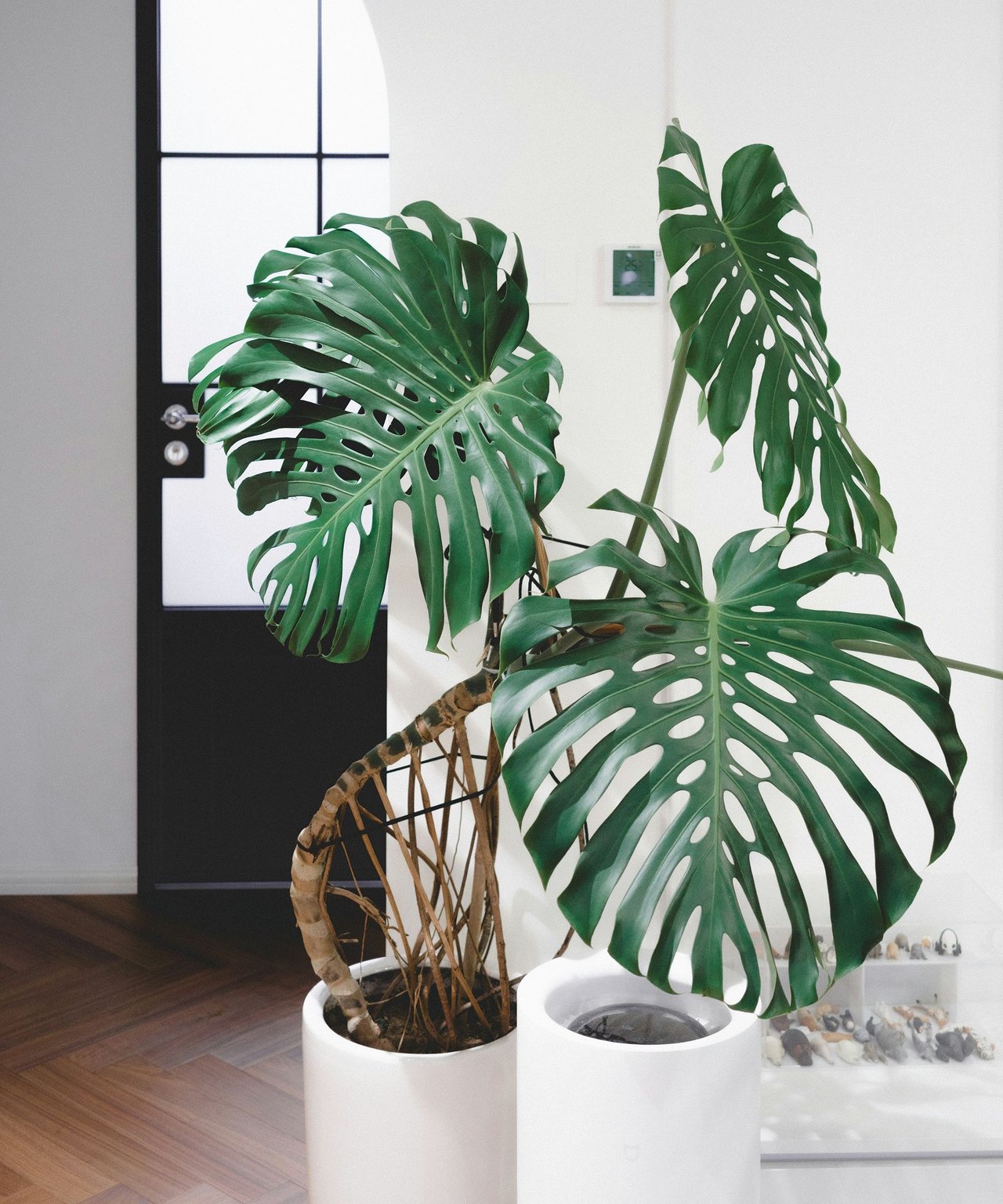 Large monstera plants in white pots beside a black-framed glass door.