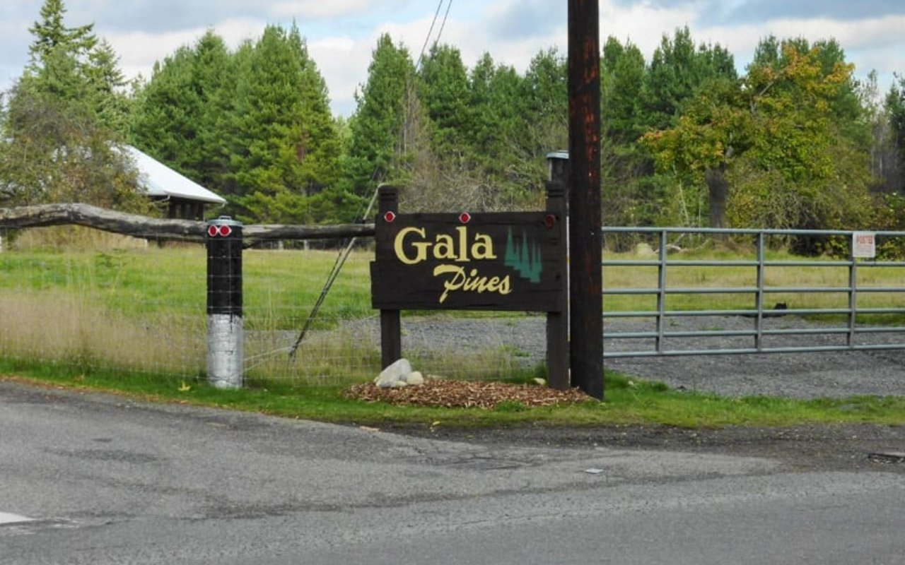 Gala Pines