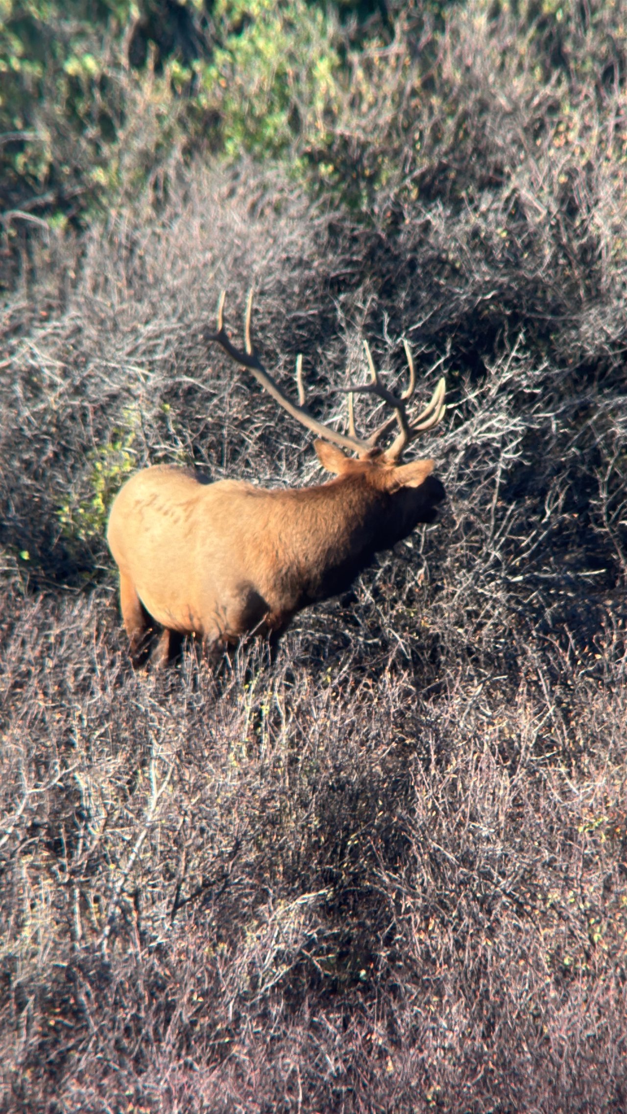 Bull elk with large antlers standing among dry brush.