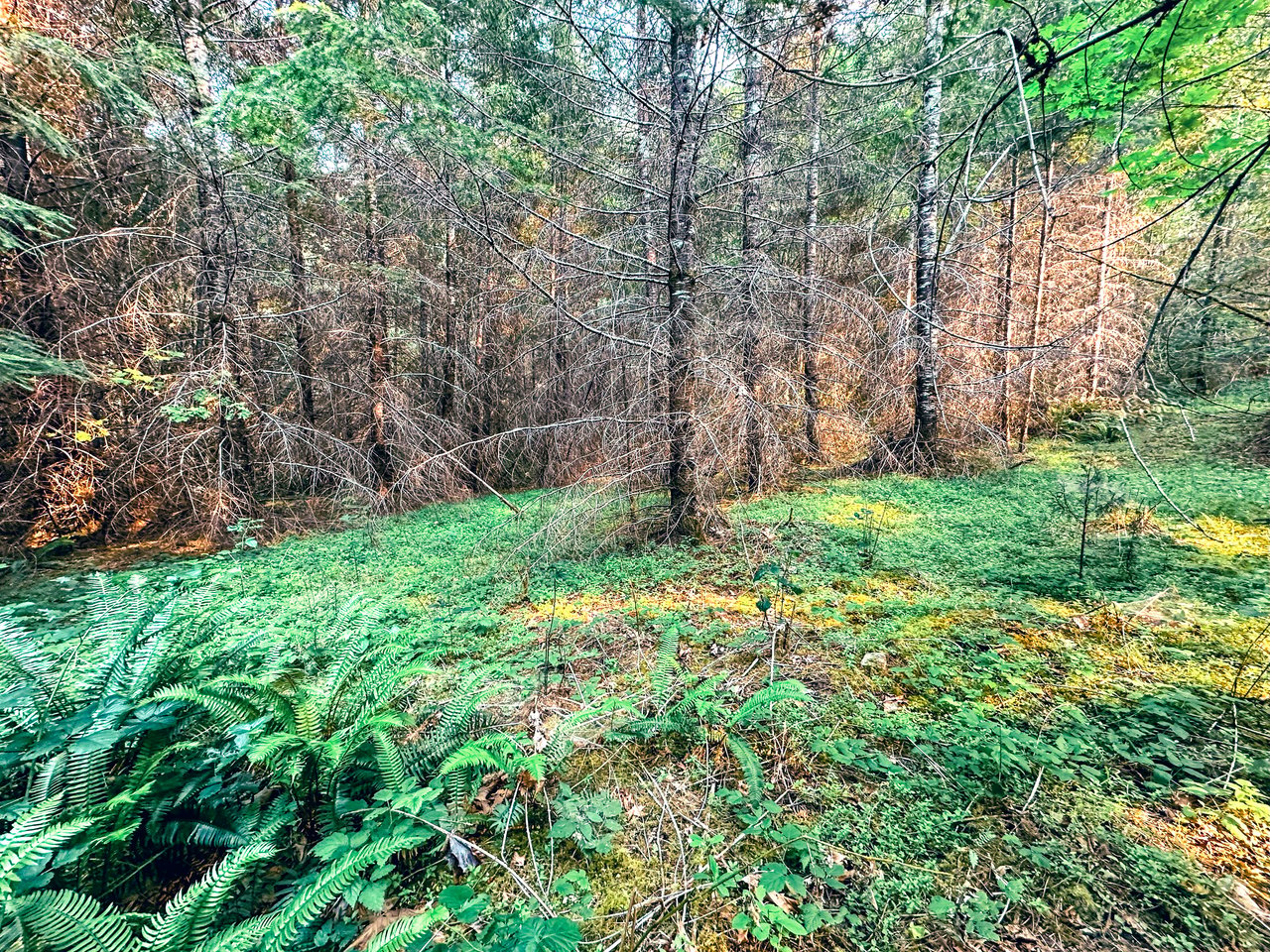La Duke Woods