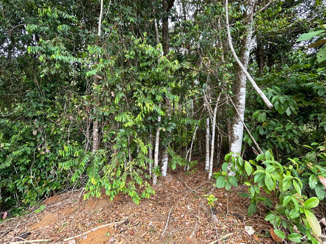 Over 76 Acres in Hatillo Overlooking Playa Linda