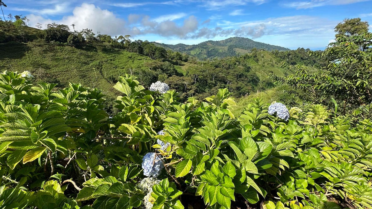 Beautiful Mountain View Farm for Sale