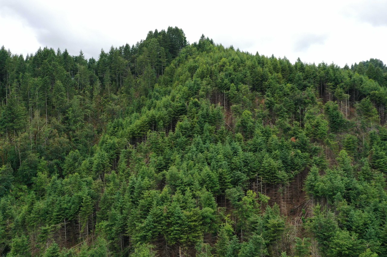 Rust Road Forest