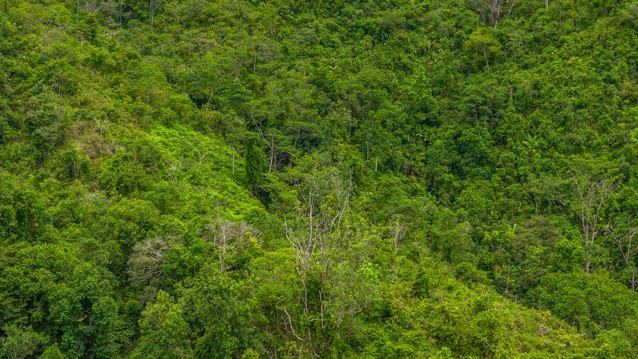 Costa Rican Gem with Conservation Potential: Preserve 26 Acres of Pristine Land
