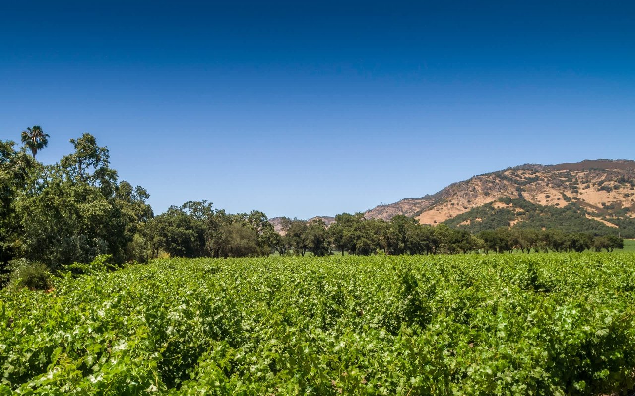 Stag's Leap, Napa Valley
