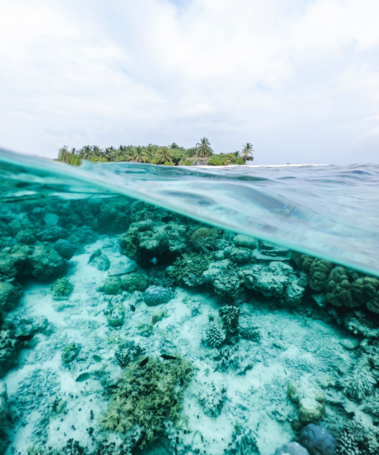  An over-under shot, split horizontally, reveals both the vibrant underwater world and a tropical island above the surface.
