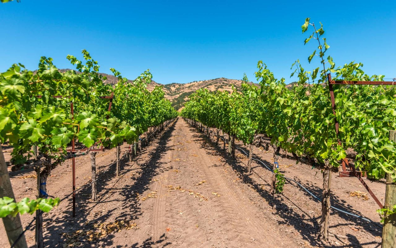 Stag's Leap, Napa Valley