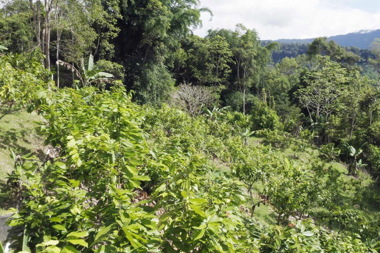 12.5 Acre Luxury Cacao Estate