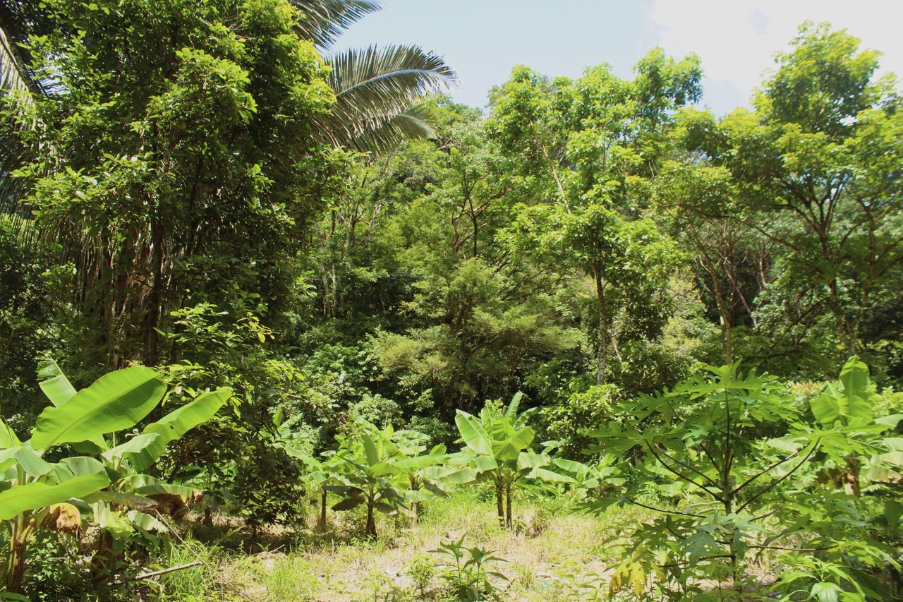 Wildlife Reserve Farm close to Ojochal