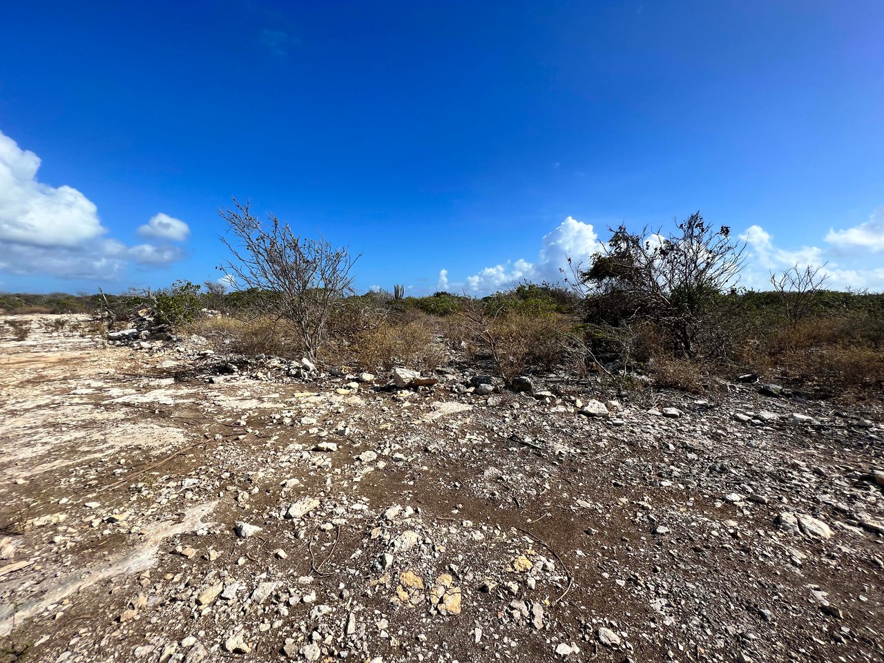 779 .526 Acres at Loblolly Bay