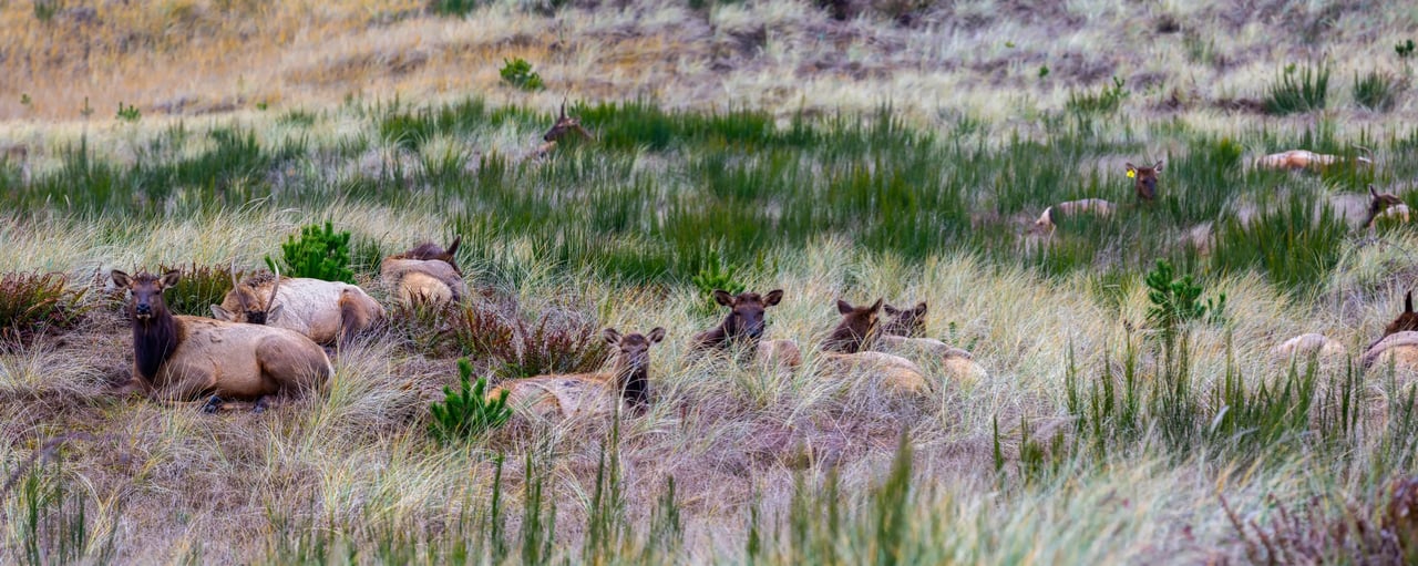 Elk Bedded Down in Gearhart Oregon dune grass