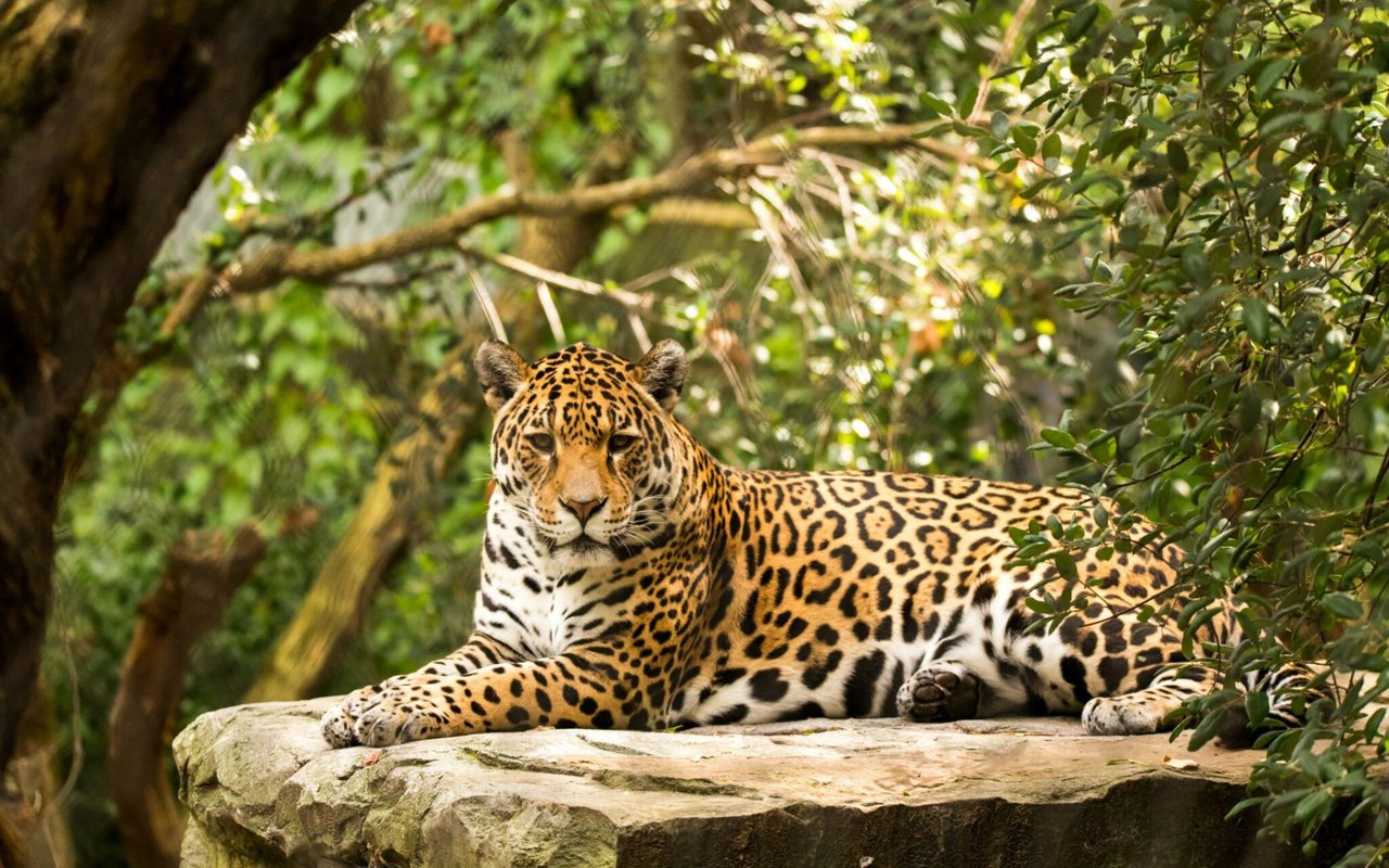 The Exotic Wildlife of Costa Rica: Top 5 Zoos You Must Visit