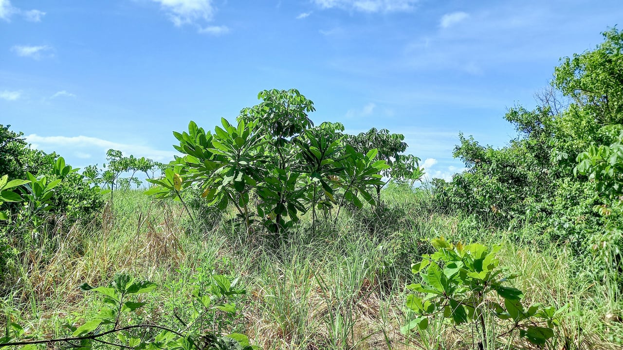 Beachfront Development Acreage, Santa Teresa, Puntarenas