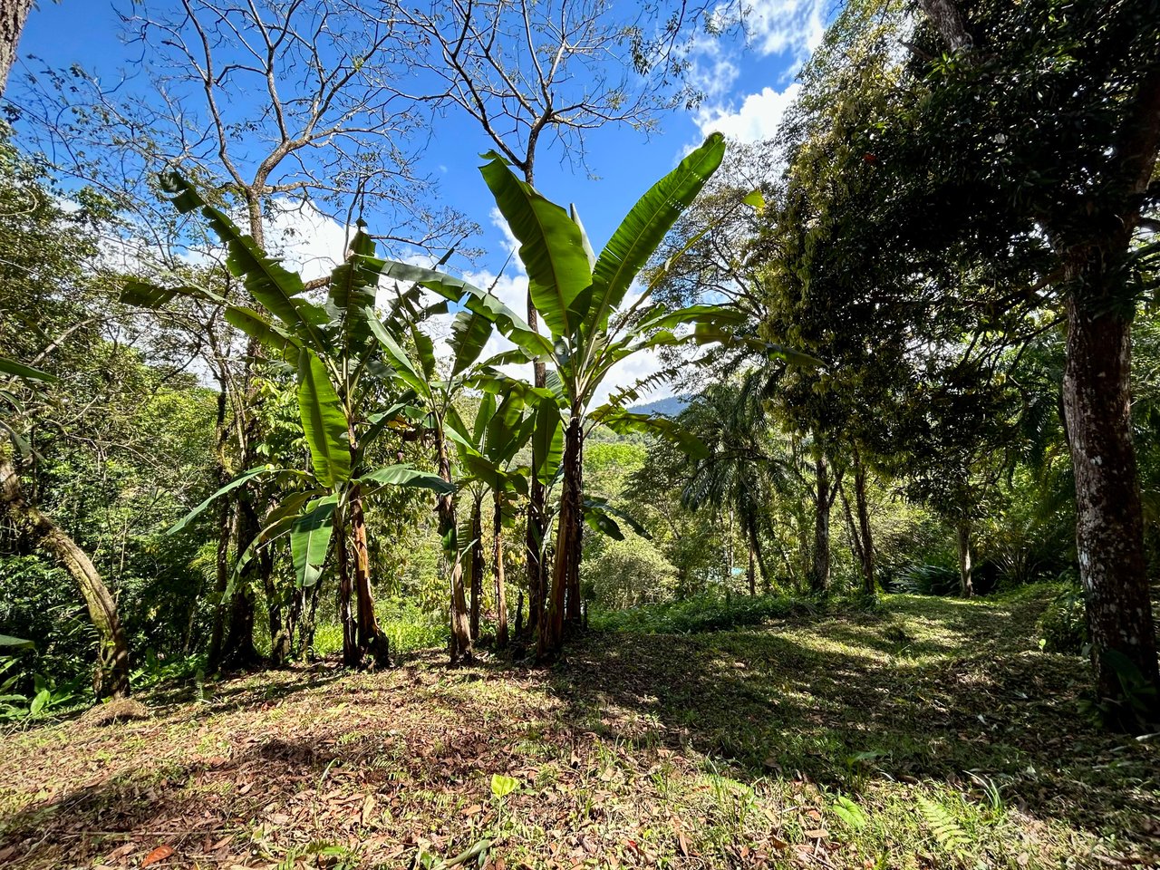 Gorgeous Property Above Playa Colonia, Forest Views