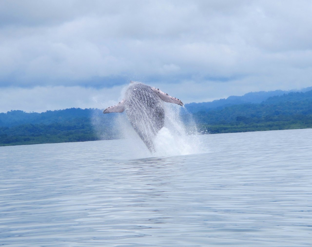 Waterfront Rainforest Eco Lodge, Osa, Puntarenas