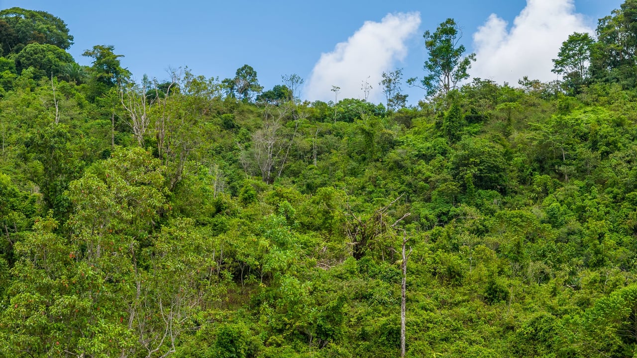 Costa Rican Gem with Conservation Potential: Preserve 26 Acres of Pristine Land