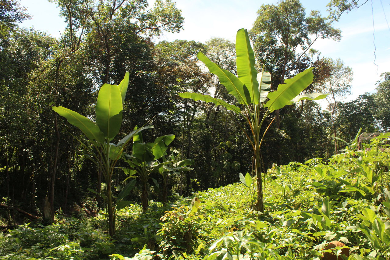 River Frontage Lot close to Uvita