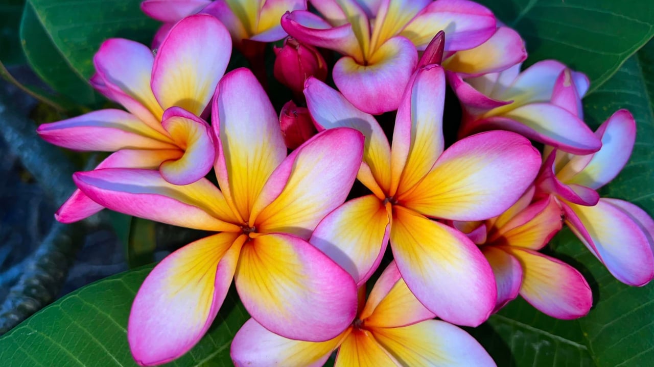 Little Plumeria Farms