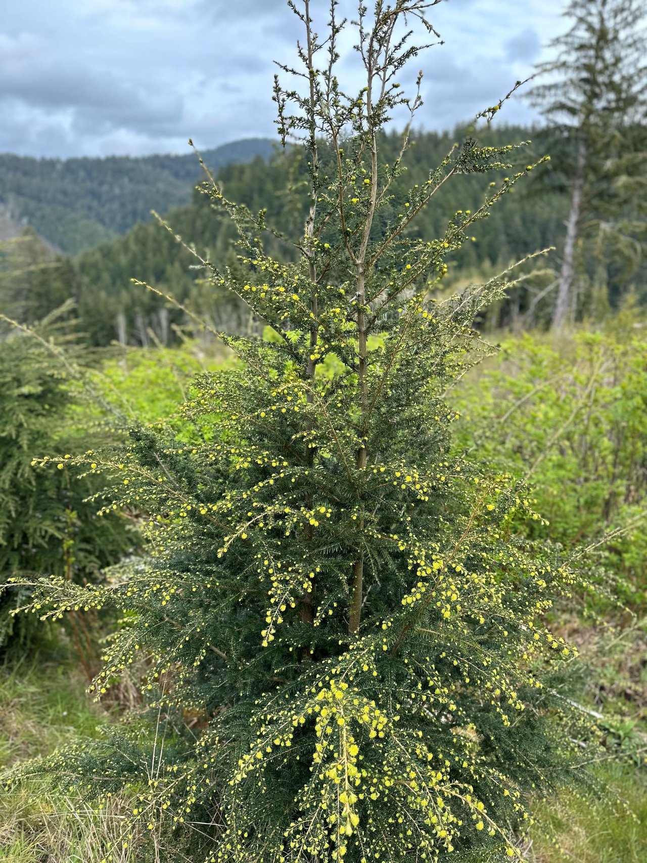 Alsea Woodland