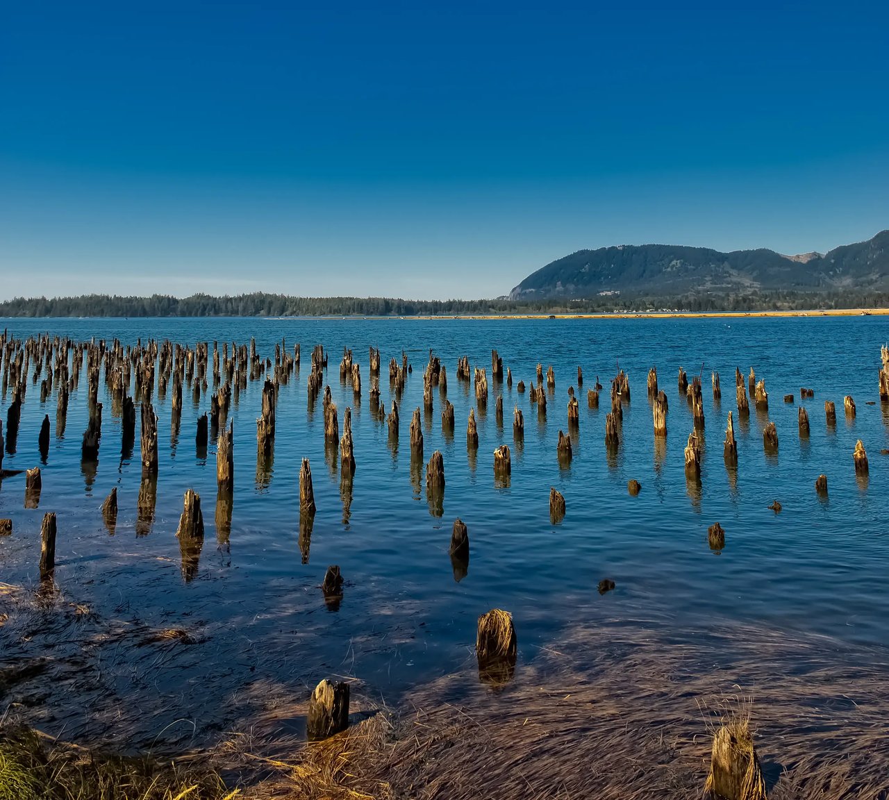 old pilings in wheeler oregon at low tide in the deep blue bay