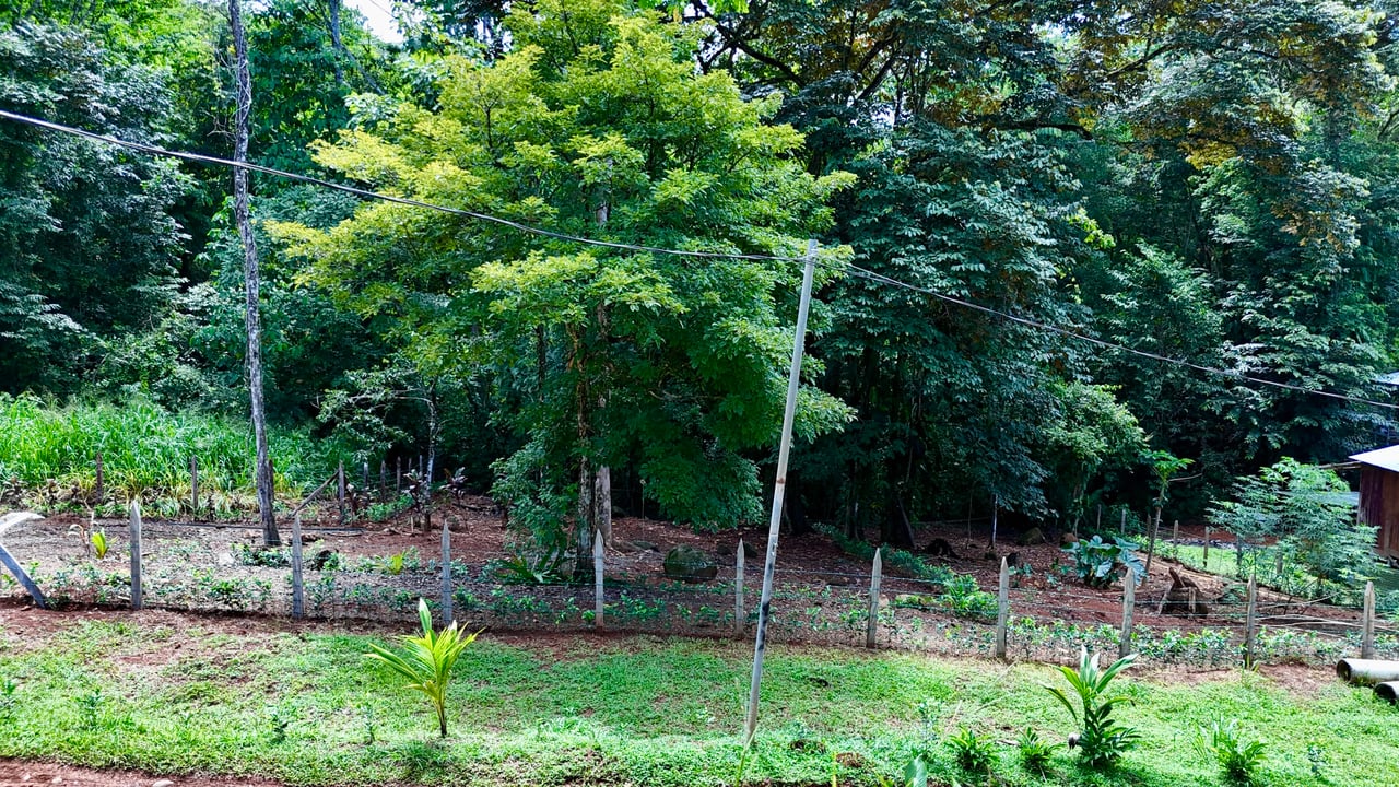 Jungle Side Lots in Uvita, Walking Distance to Amenities