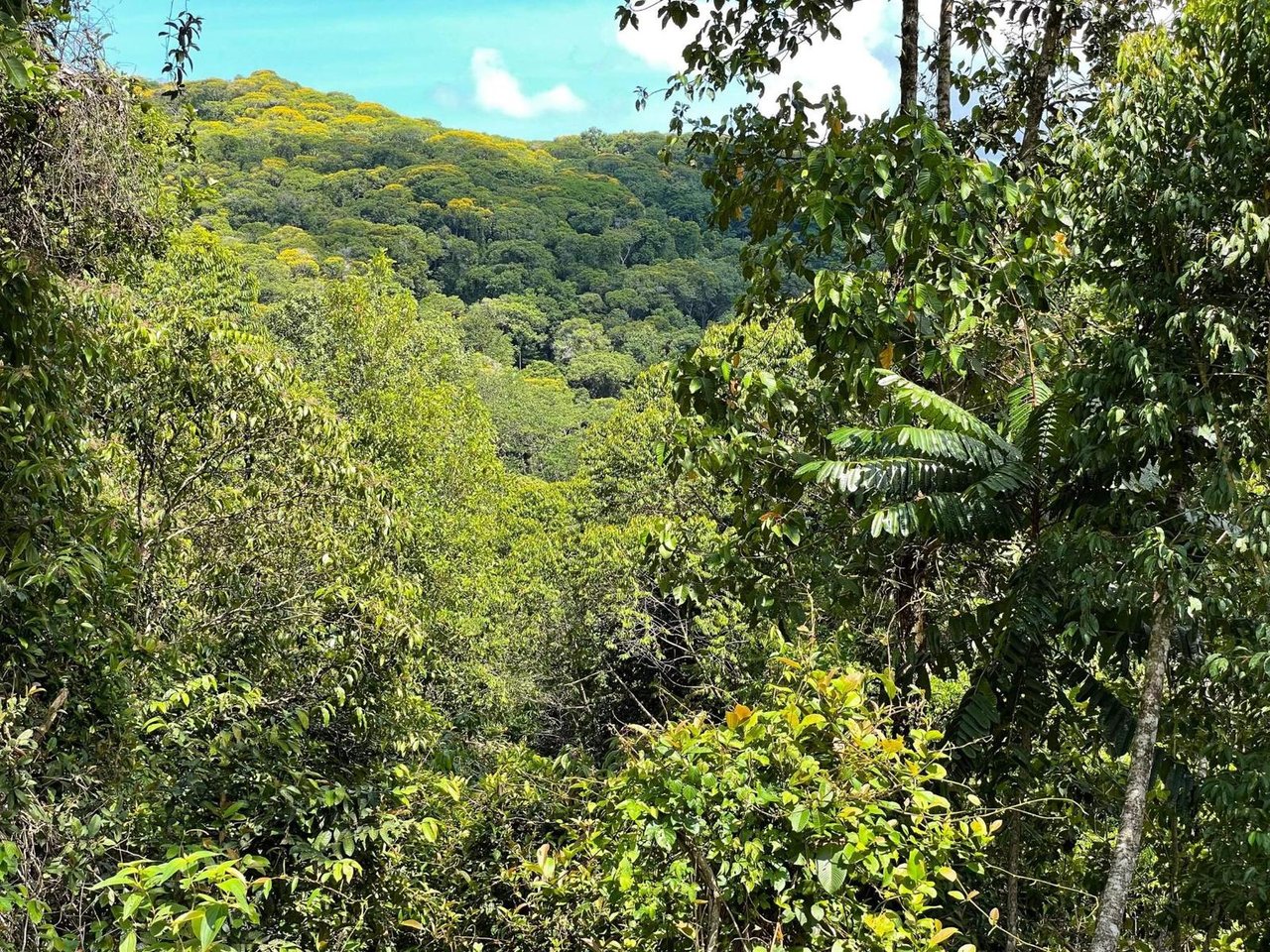 Ocean View Rainforest Estate, Ojochal, Puntarenas