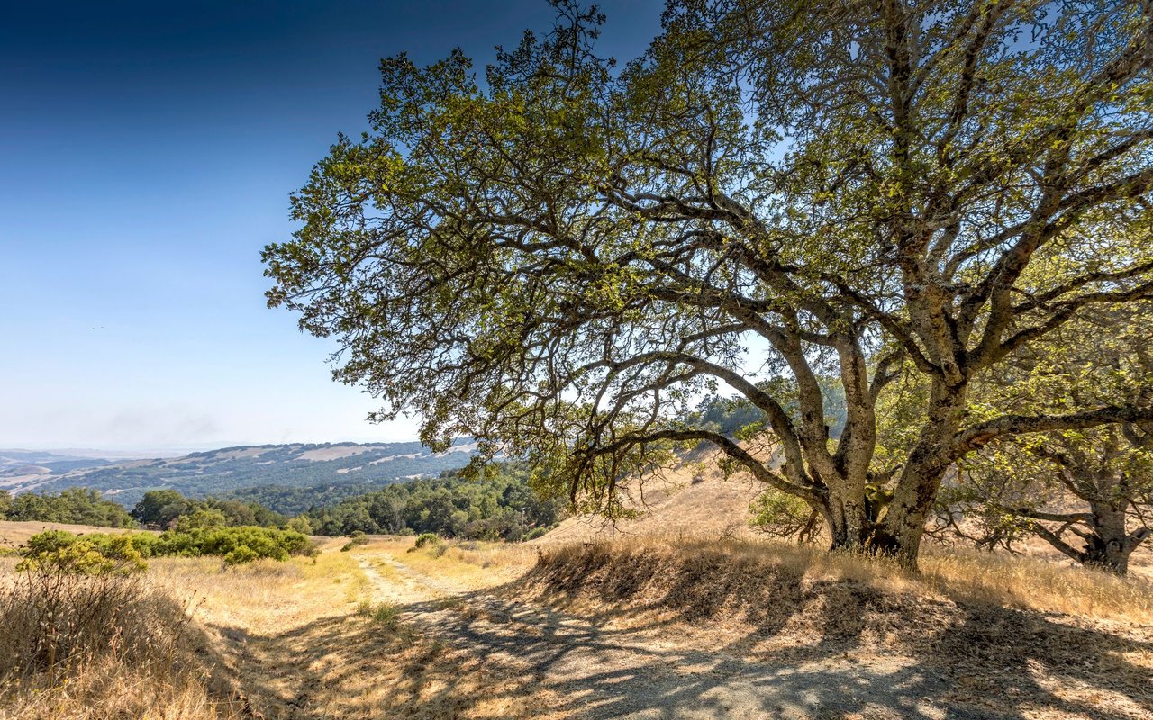 Grove Street, Sonoma
