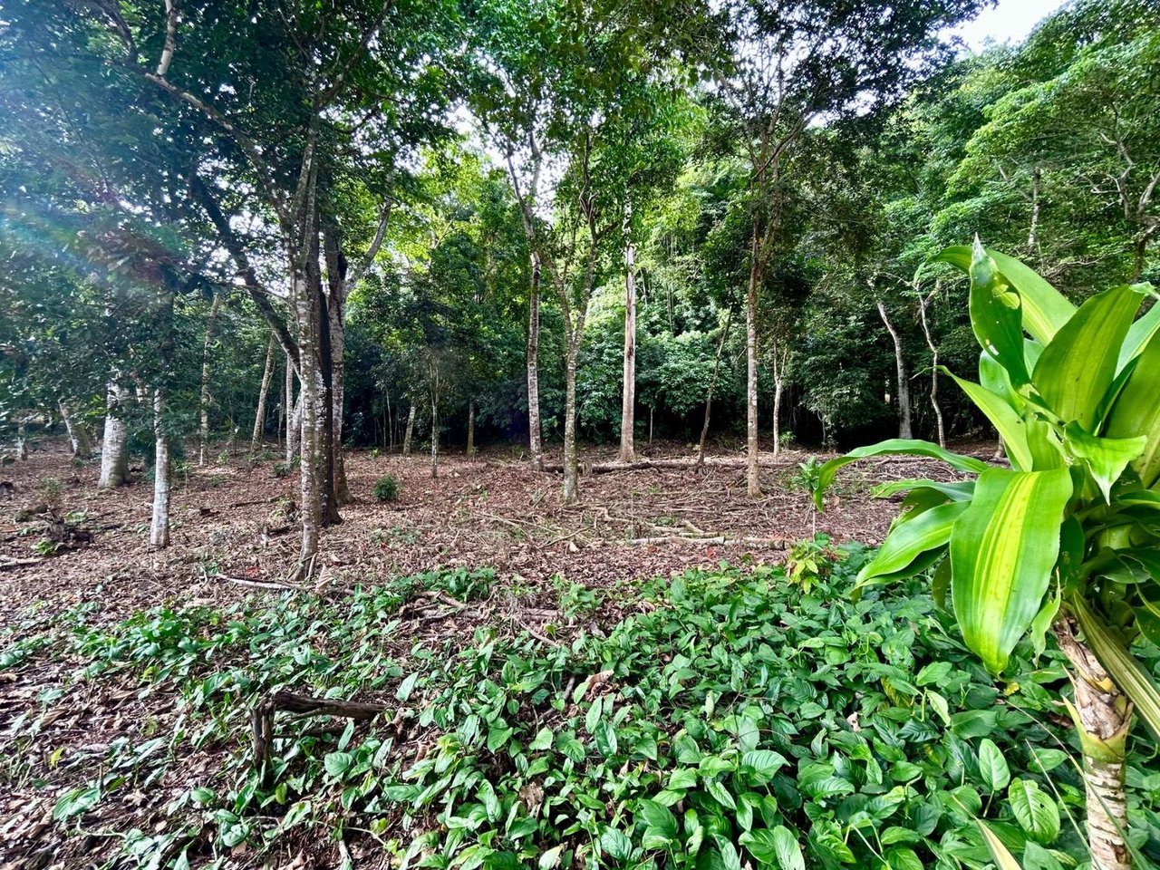 Flat Commercial Development Lot, Osa, Puntarenas