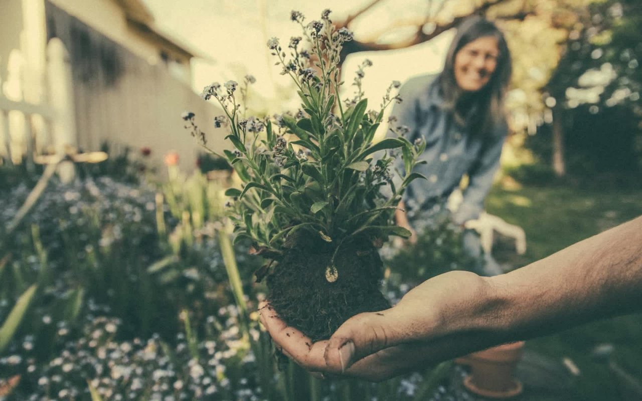 The Role of Landscaping in Boosting Your Home's Aesthetic Appeal