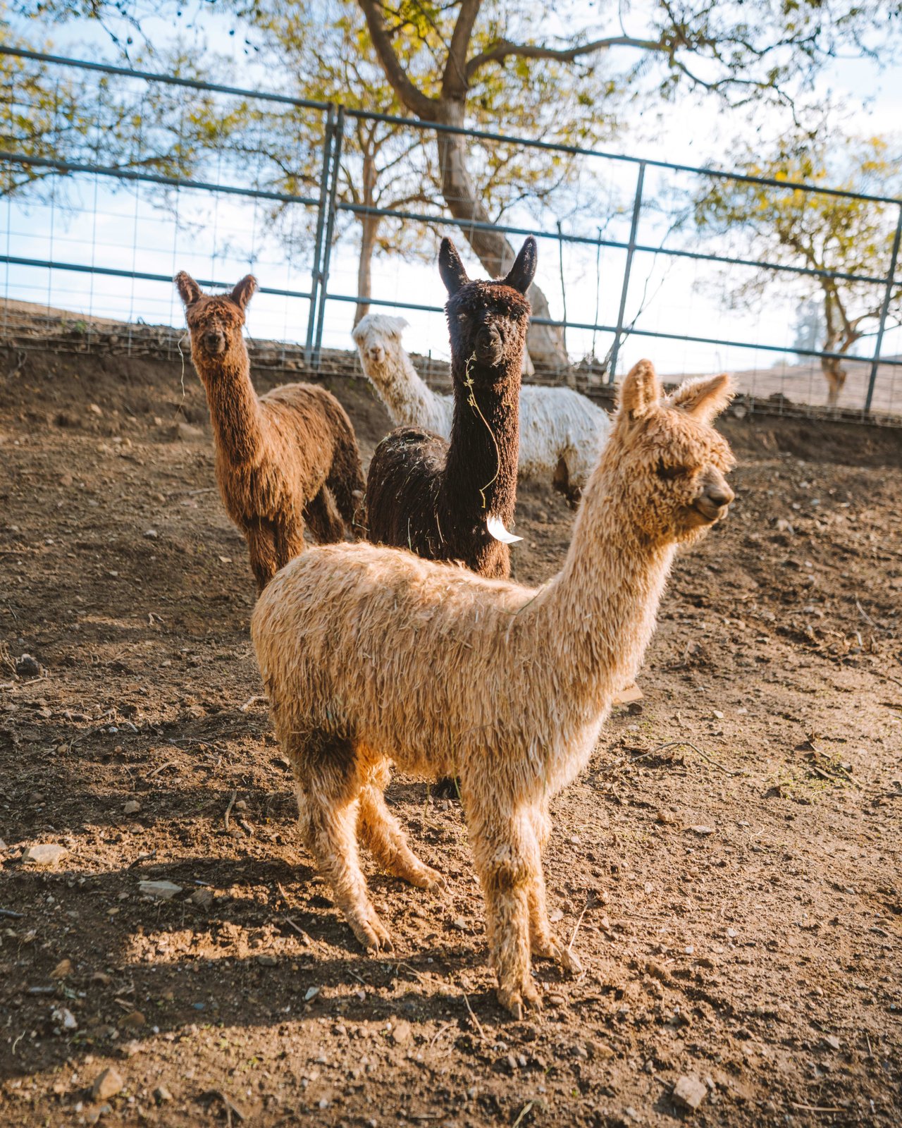 MALIBU DREAM RANCH 