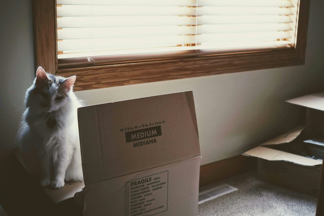 Pet-Friendly Moving Tips for New Homeowners