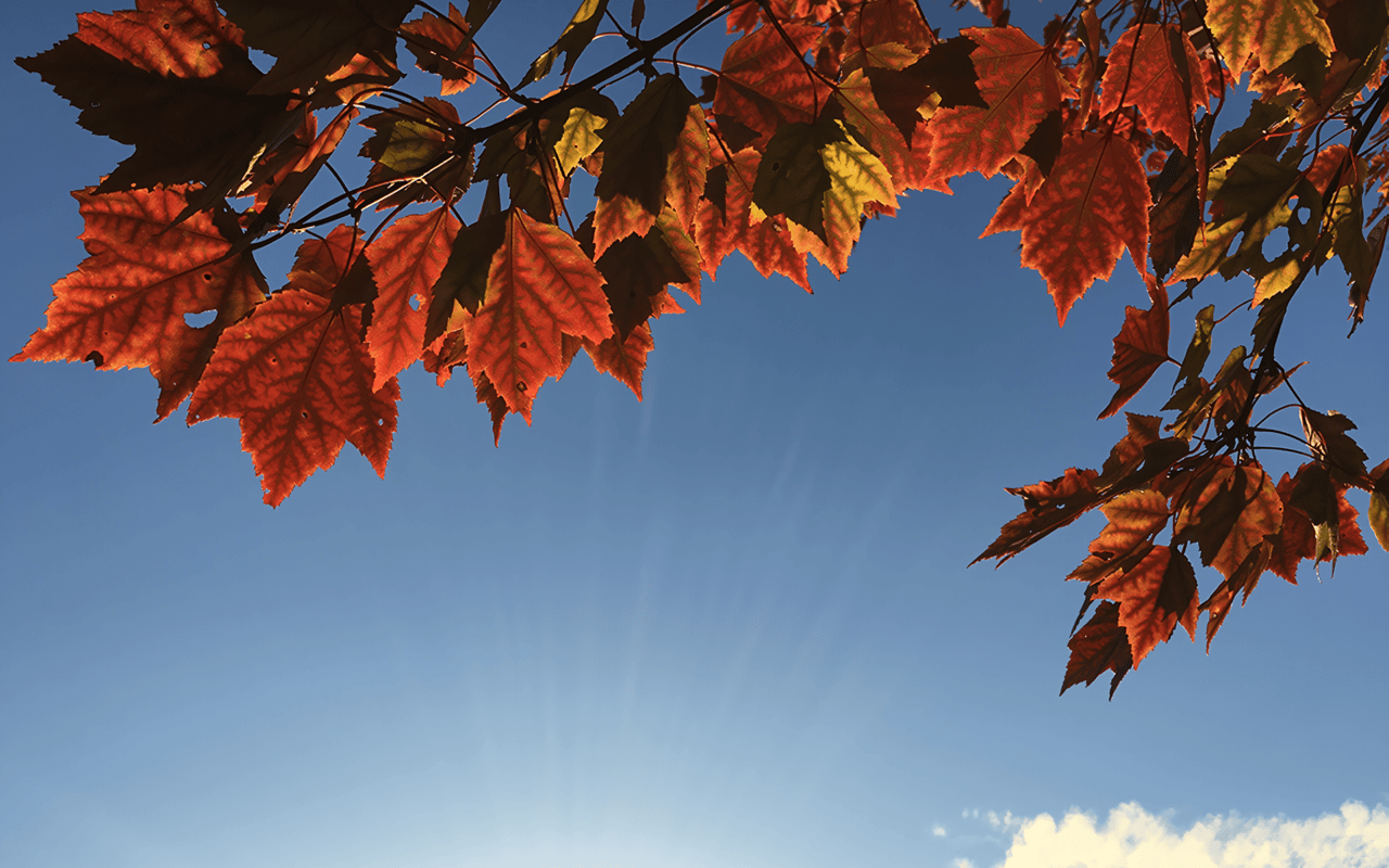 Autumn Colors to Make Your Day!