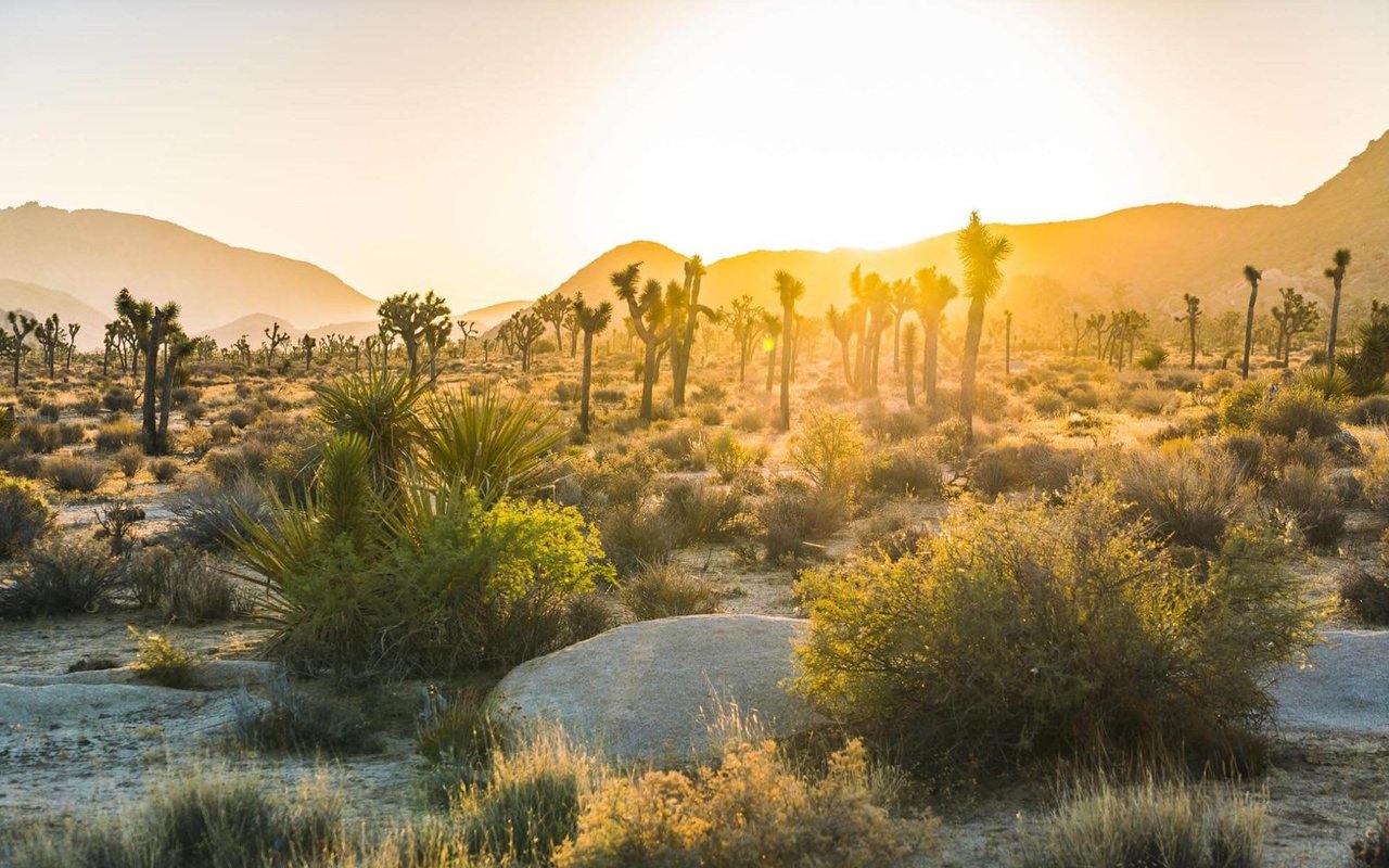 Joshua Tree | Yucca Valley | Morongo Valley