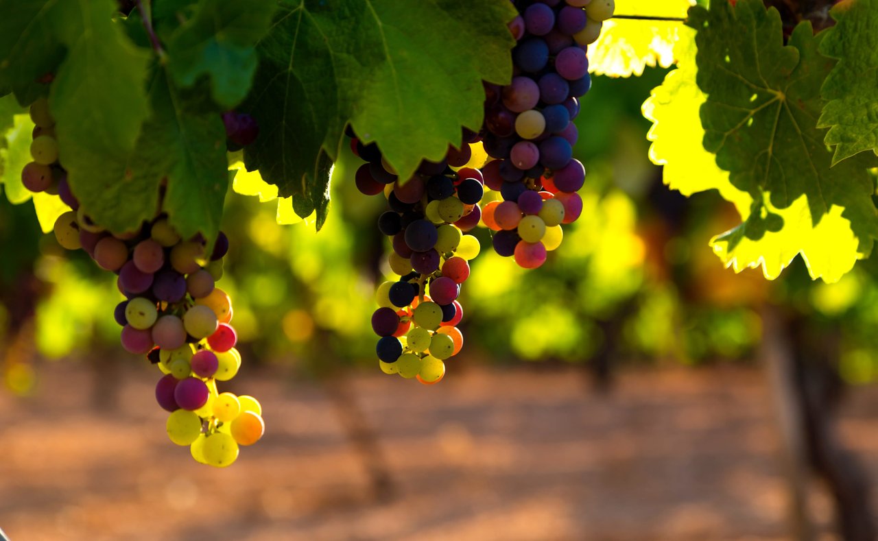 Grapes in a vineyard in Paso Robles