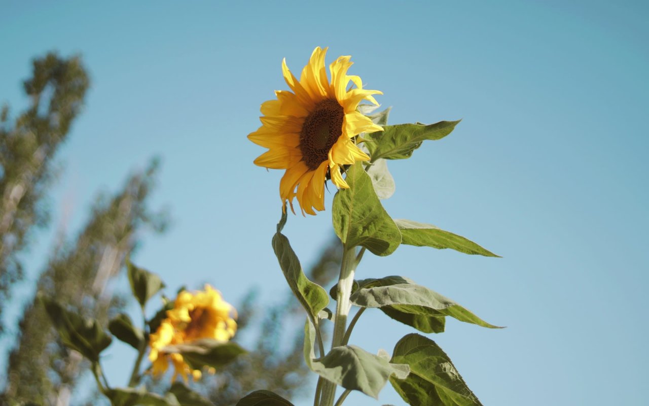 A bright yellow sunflower with a dark center, standing tall against a clear blue sky