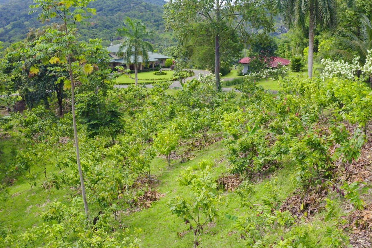 12.5 Acre Luxury Cacao Estate