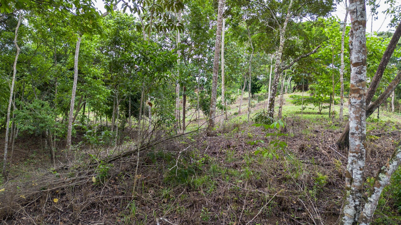  2.5 Acres of Fertile Land with Creek, Ready to Build