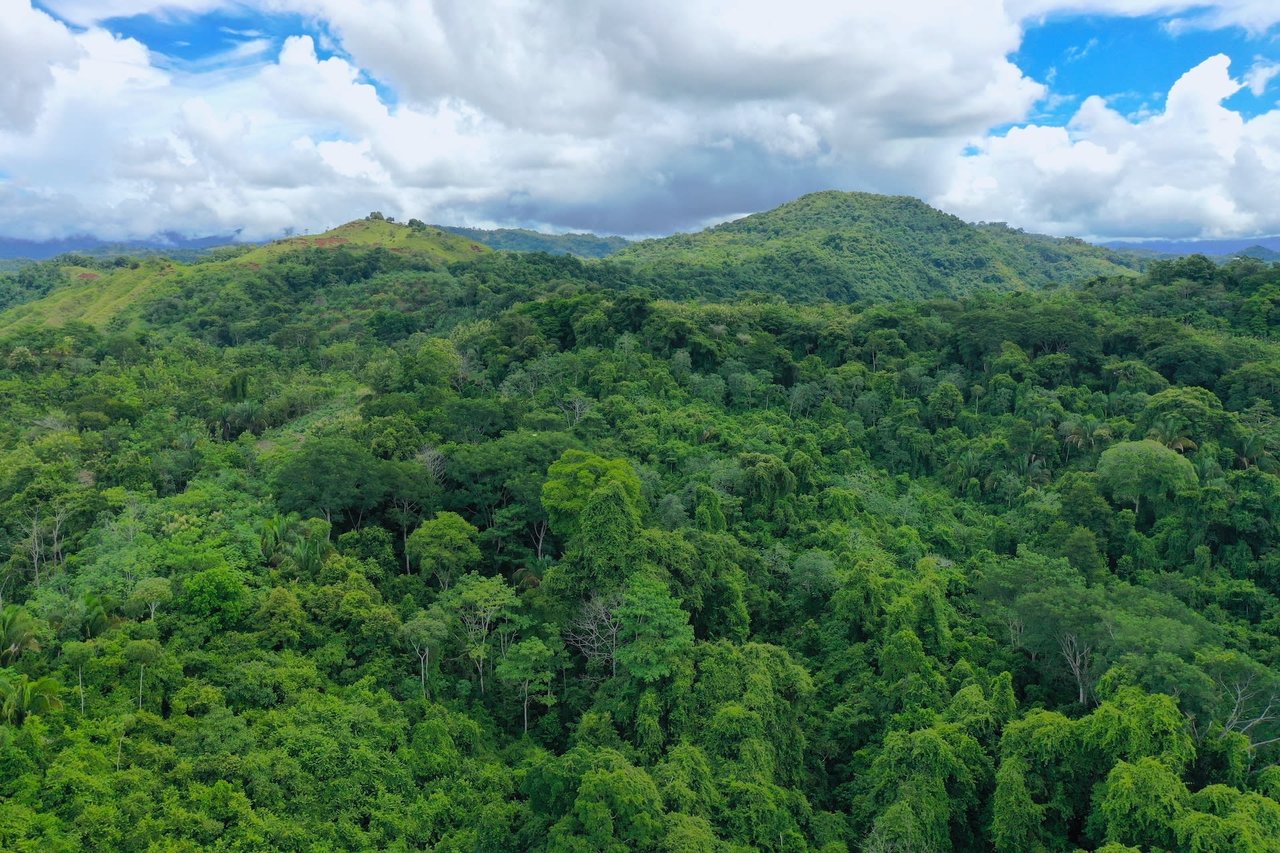 Costa Rican Teak and Hardwood Farm with Endless Potential