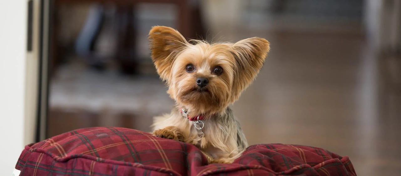 Pet-Friendly Neighborhoods in Naples, Florida