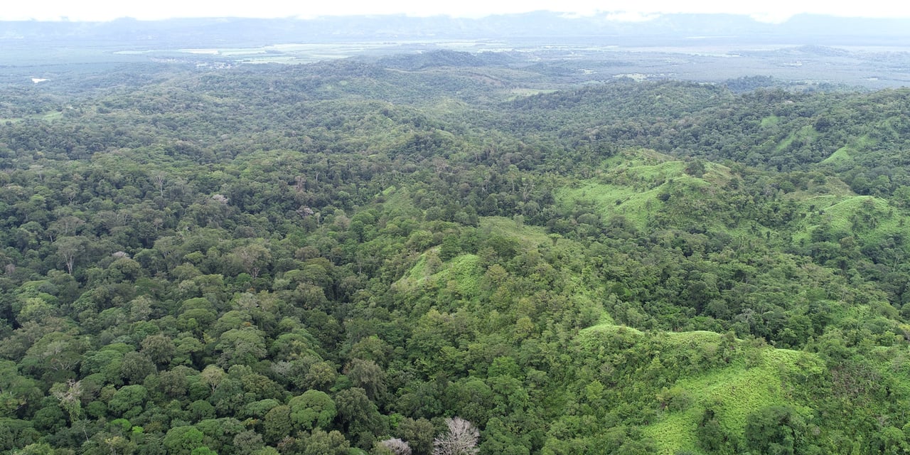 Rainforest Conservation Pasture Land, Osa, Puntarenas