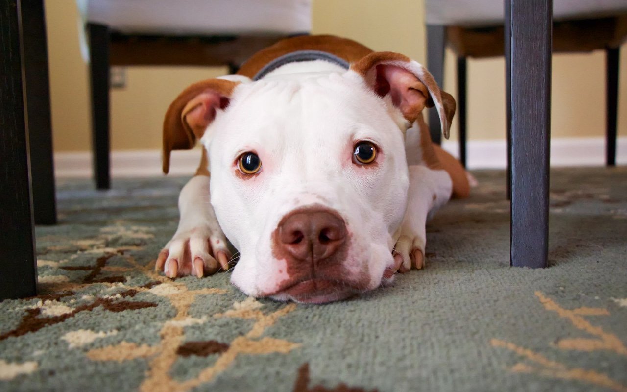 Why Mayor Hancock Could Veto City Proposal Legalizing Pit Bulls…Now Is Your Time to Speak Up!