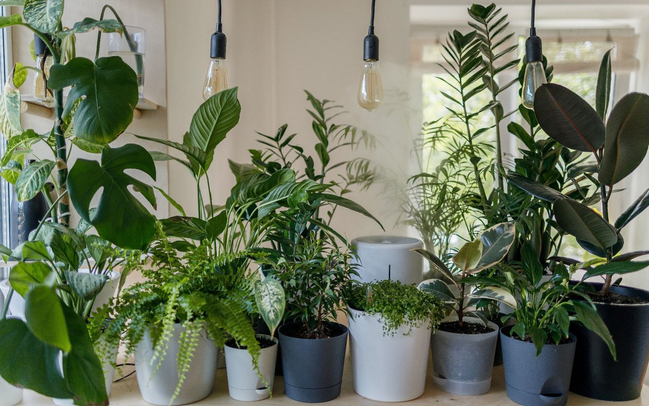 The Best Houseplant for Your Home’s Architecture and Decor Vibe