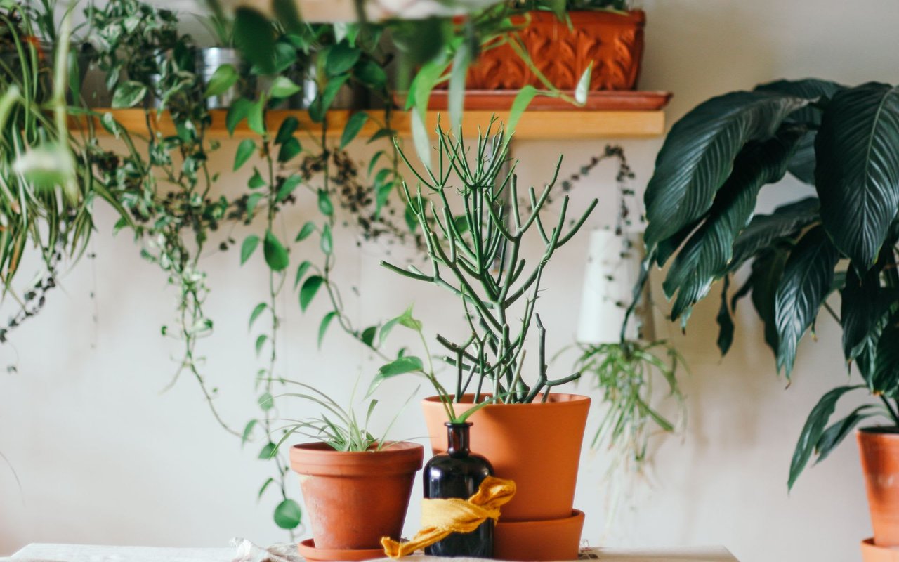 The Best Climber Plants For Your Yard Or Garden