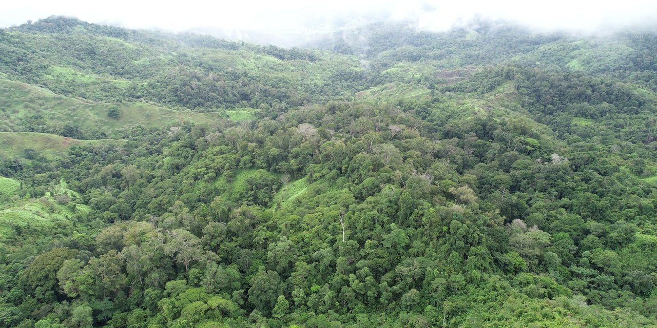 Rainforest Conservation Pasture Land, Osa, Puntarenas