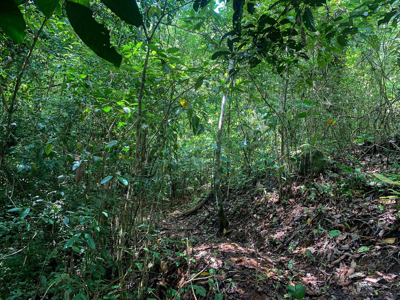 Farm In Chontales, 47 Acres With Ocean View And River