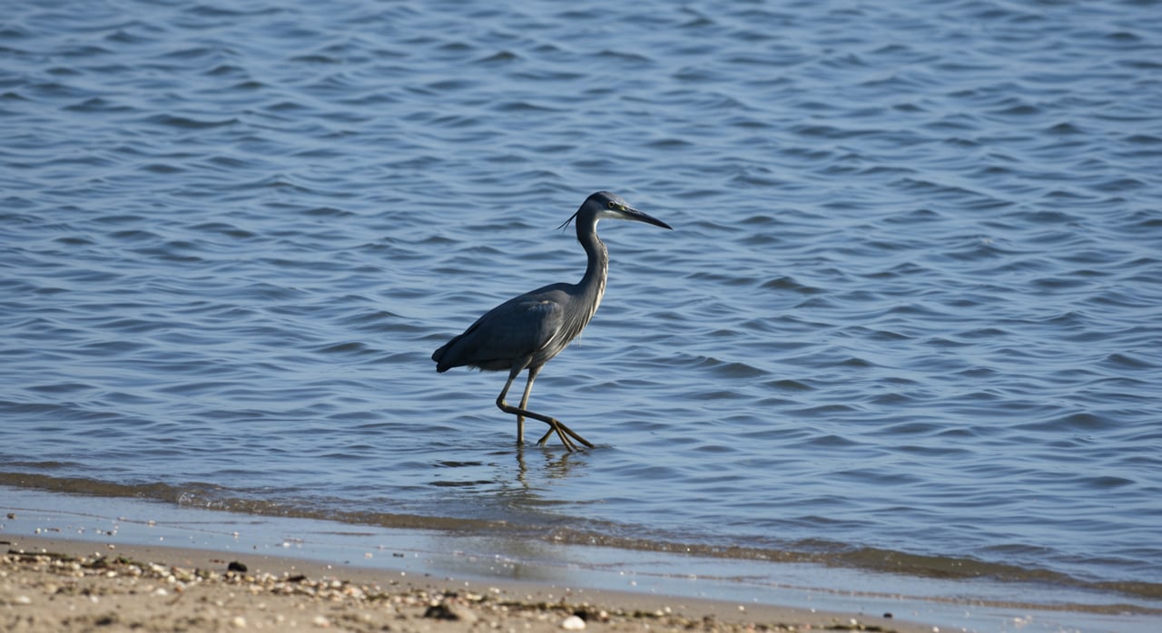 A Guide to Point Loma Parks