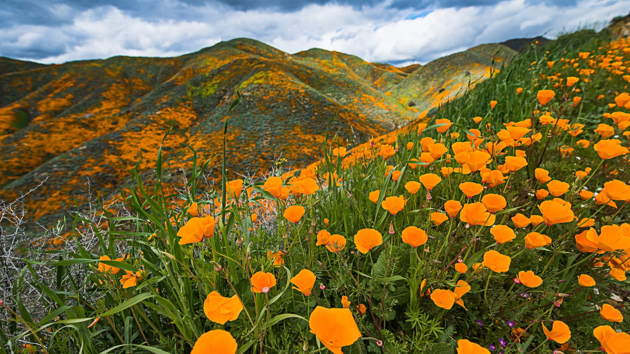 SUPERBLOOM: A GUIDE