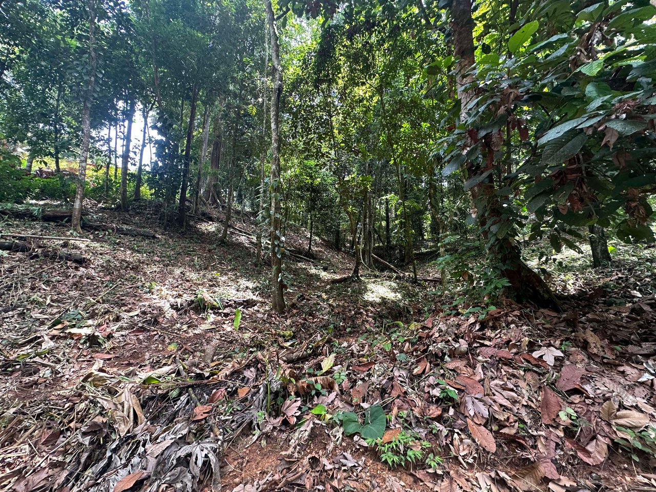 1.6 Acres Land Parcel in Ballena, Jungle Views.